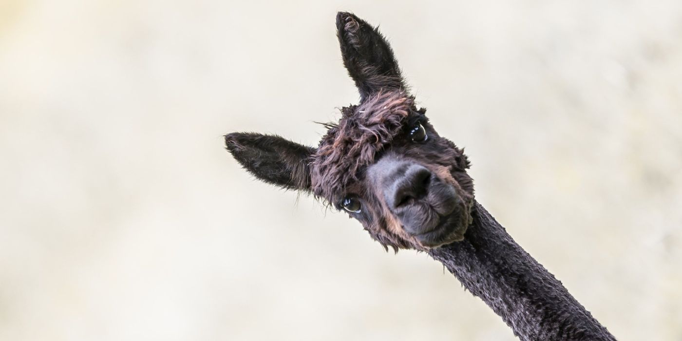 Das Bild zeigt ein Alpaka