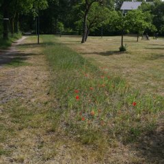 Das Bild zeigt einen grünen Streifen in einer sonst trockenen Rasenflächen. Erste Blüten sind zu sehen.