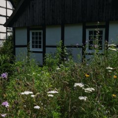 Das Bild zeigt blühende Blumen. Im Hintergrund sieht man die alte Mühle und das "Mühlchen"