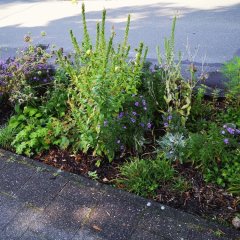 Das Bild zeigt eine bepflanzte Fläche am Rande eines Parkstreifens.